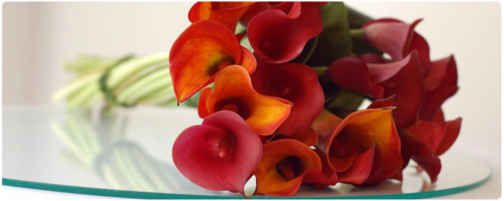 Bunch of Calla Lilies for Vase