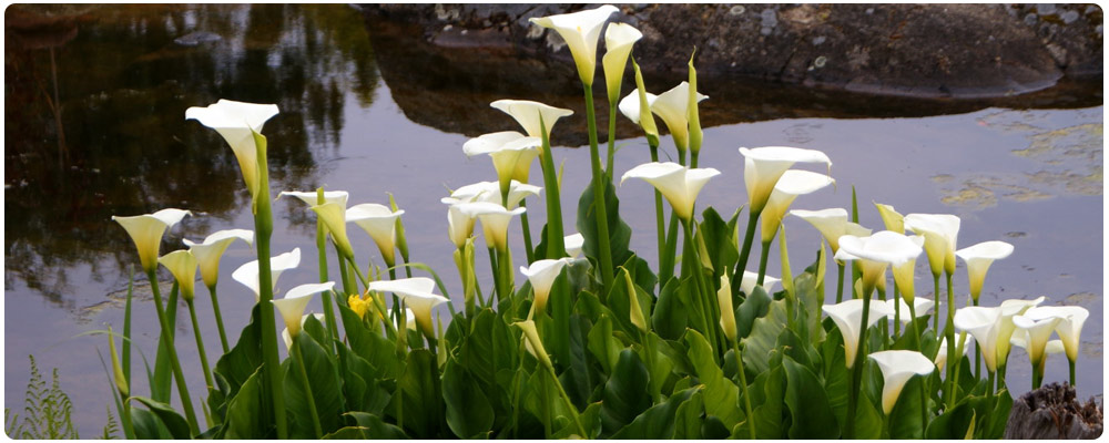 Calla Lilies Near Pond